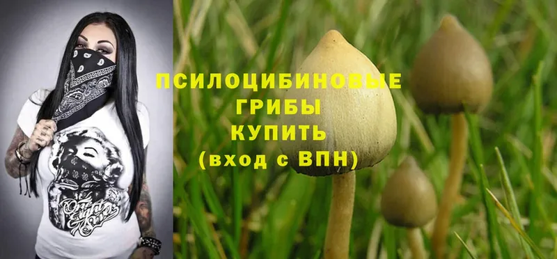 сколько стоит  Мичуринск  Псилоцибиновые грибы GOLDEN TEACHER 